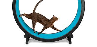 S up to you to choose the most affordable. 5 Best Exercise Wheels For Cats Perfect For Indoor Cats