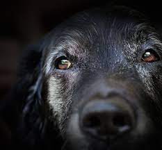 Maybe you would like to learn more about one of these? Euthanasia A Pet S Place Longmont