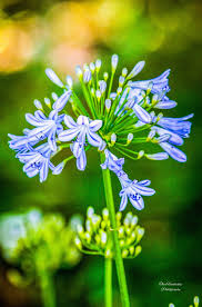 Image result for Wahlenbergia huttonii