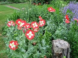 Papaver Somniferum Danish Flag High Alkaloid Beautiful Danish Flag Papaver Somniferum Http Www Amazon Co Uk Dp B0114lr Seltene Blumen Einjahrige Blumen
