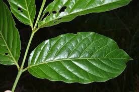 Image result for Psydrax