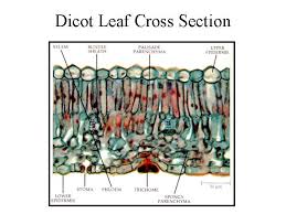 Dicot Leaf Cross Section Cross Section Cross Microscopic