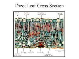 Protective epidermis with stomata, photosynthetic mesophyll, and vascular xylem and phloem. Dicot Leaf Cross Section Cross Section Cross School Projects