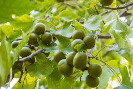 Image result for Aleurites