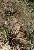 Image result for Aloe mossurilensis