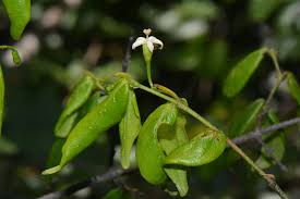 Image result for Rytigynia sp. N