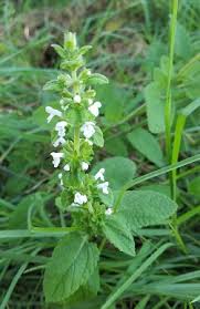 Image result for Faurea racemosa