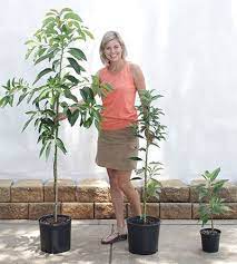 Cold Hardy Avocado Tree Avocado Tree For Sale Avocado Tree Fast Growing Trees