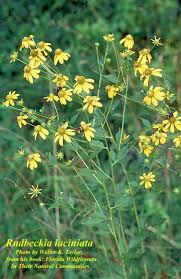 Image result for Rudbeckia laciniata