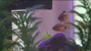 Diy terrarium from old fish tank. Turn Your Fish Tank Into An Herb Garden Kare11 Com