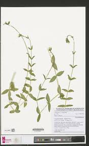 Image result for Cerastium indicum