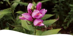 Check spelling or type a new query. Native Plants Archives Ted Lare Design Build