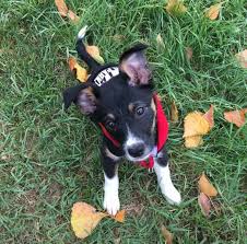 Check spelling or type a new query. Harley The Australian Shepherd Brittany Spaniel Mix