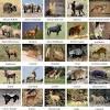 Kruger national park hosts some of the known mammals like elephants, buffalos, rhinos, and cats. 3