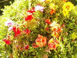 2:31 gardening in pot 37 240 просмотров. Pin On Gardening