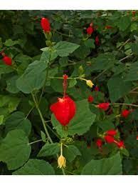 It can also take more hours of sun, though it's an understory that doesn't prefer complete sun. Malvaviscus Arboreus Var Drummondii Turk S Cap Native Plants Of North America