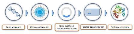 Protein Expression Protocol Troubleshooting In E Coli