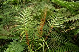 Image result for Osmundaceae