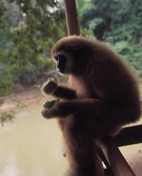 Image result for Hylebates cordatus