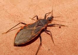 Whether it is termite treatment, rodent control or bed bug extermination service you need, the professionals of houston pest & termite can help. How To Get Rid Of Kissing Bugs Lawnstarter