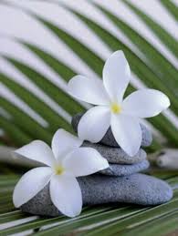 Plumeria Zen Pictures Spa Art Zen Garden