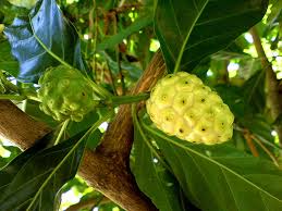 Image result for Morinda