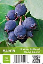 Image result for indiánská borůvka obrázek