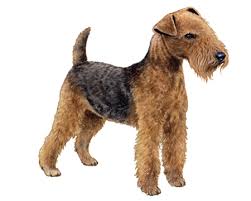 Image result for lakeland teriér