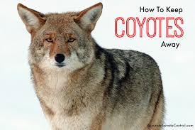 Cove is here to help answer these questions and more. How To Keep Coyotes Away Accurate Termite And Pest Control