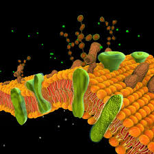Cell Membrane 3d Model In 2020 Cell Membrane Scientific Illustration 3d Model