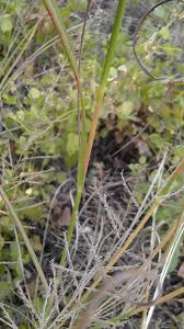 Image result for Hyparrhenia cymbaria