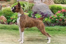 I just started it no. Boxer Puppies For Sale From Reputable Dog Breeders