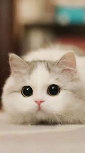 Cat Is Amazing Animal No Matter You Are Healthy Or Ill Rich Or Poor She Looks Down Upon You Cute Cats Hq Pictures Of Cute Cats And Kittens Free Pictures