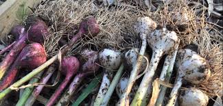 How and when to harvest garlic epic gardening. Sowing Harvesting Garlic Forget The Cold Myth Grow Like Grandad