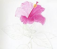 How To Draw Hibiscus Flowers Hibiscus Flower Drawing Flower Drawing Hibiscus Drawing