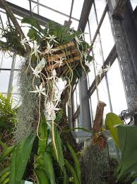 Image result for Aerangis kirkii