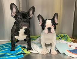 French bulldog puppies and dogs. 12 Dogs At Sayreville Store Had Barely Any Food Or Water Cops