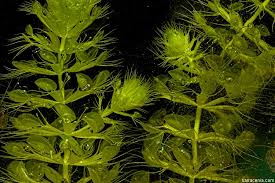 Image result for Aldrovanda vesiculosa