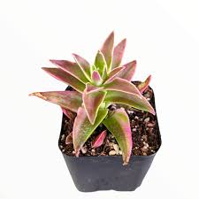 Image result for Crassula alticola