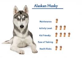 The alaskan husky is not a purebred, nor is she actually a breed of dog at all.she is defined by her purpose: Siberian Husky Care