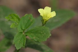 Image result for Hibiscus sidiformis