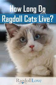 How Long Do Ragdoll Cats Live Ragdoll Cat Cats Cat Care