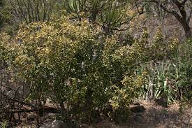 Image result for Vitellariopsis