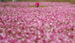 Taman bunga nusantara salah satu taman bunga terbesar di indonesia, dengan harga tiket selamat datang!masuk ke akun anda. Foto Berwisata Di Ladang Bunga Cosmos Di Korsel Global Liputan6 Com