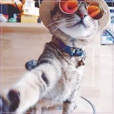 Menurut hazlynn nozi, kucing jantan yang diberi nama nana itu akan melawat kubur ayahnya setiap hari semenjak pemergian ayahnya dua tahun lalu sehingga hari ini. 29 Gambar Lucu Ideas Cat Pics Kittens Cutest Cat Aesthetic