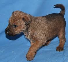 Image result for irský teriér