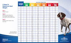 First Annual Canadian Dog Obesity Prevention Survey Talent