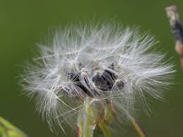 Image result for Lactuca indica