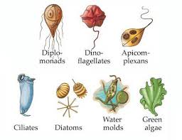 Sebutkan 4 Contoh Protista Sridianti Com