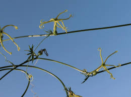 Image result for Trochomeria debilis